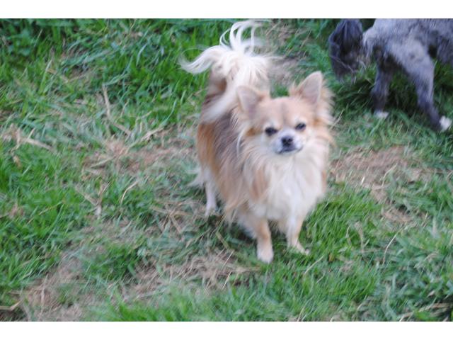 Photo male chihuahua stérilisé. image 2/3