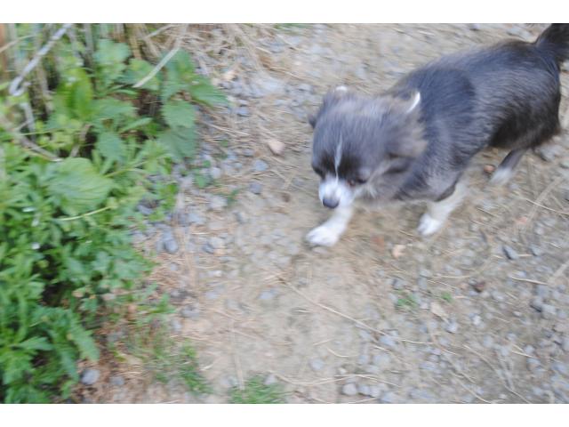 Photo Male chihuahua stérilisé image 2/3