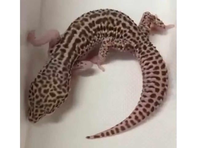 Photo mâle gecko leopard 2 ans image 2/2