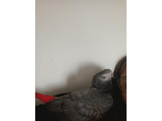 Photo Male gris du gabon image 2/4