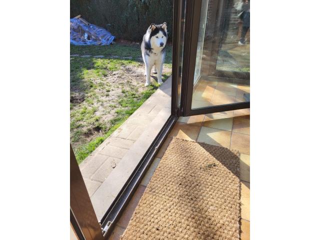 Photo Mâle husky pour saillie image 2/6