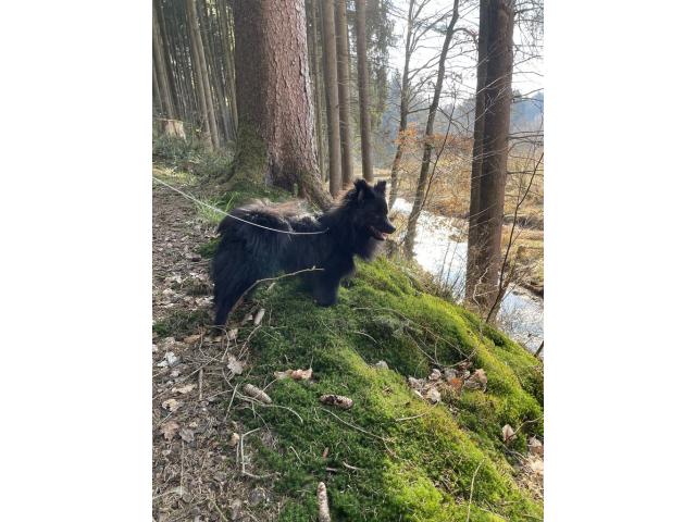 Photo Mâle pour la Saillie spitz allemand image 2/6