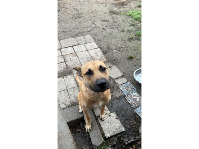 Photo Malinois croisé staff image 2/2