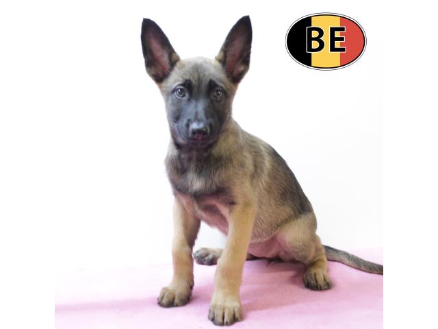 Photo Malinois - Splendides chiots à vendre image 2/6
