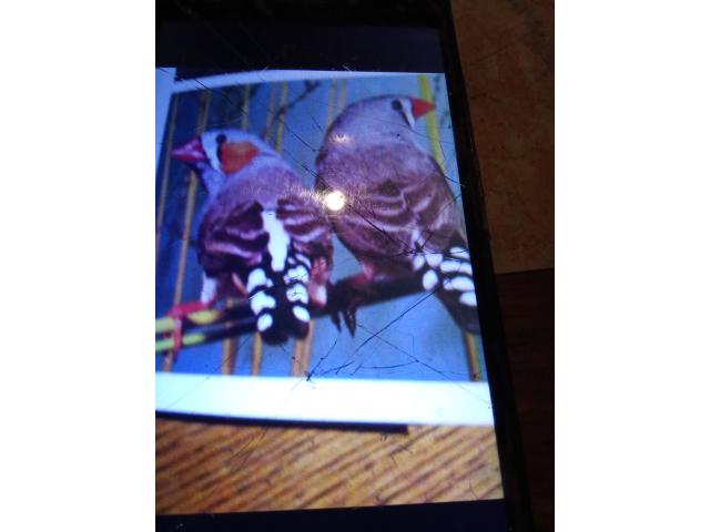 Photo Mandarin voir description image 2/2