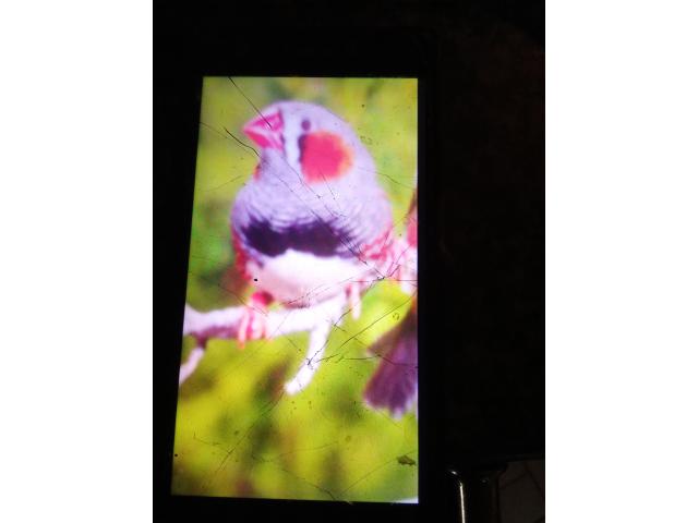 Photo Mandarin voir description image 2/2