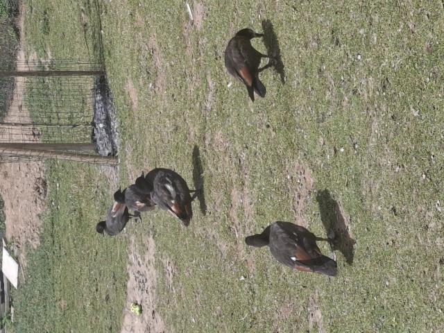 Photo Mandarins, carolins,  oie image 2/3