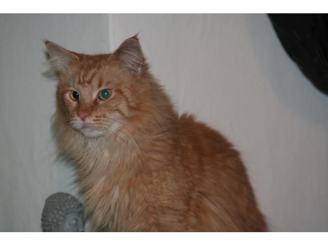 Photo manifique chatons maine coon a reserver image 2/3