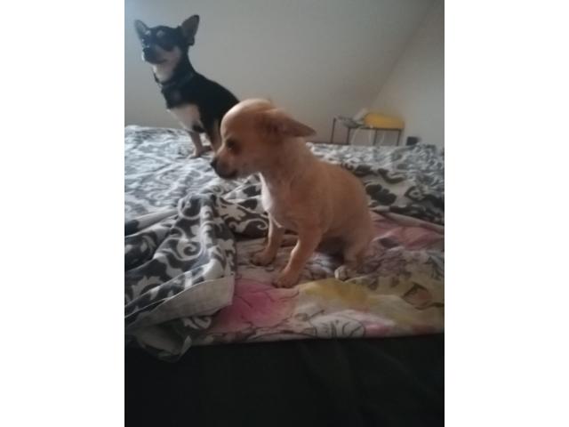 Photo Mini Chihuahua a vendre image 2/3