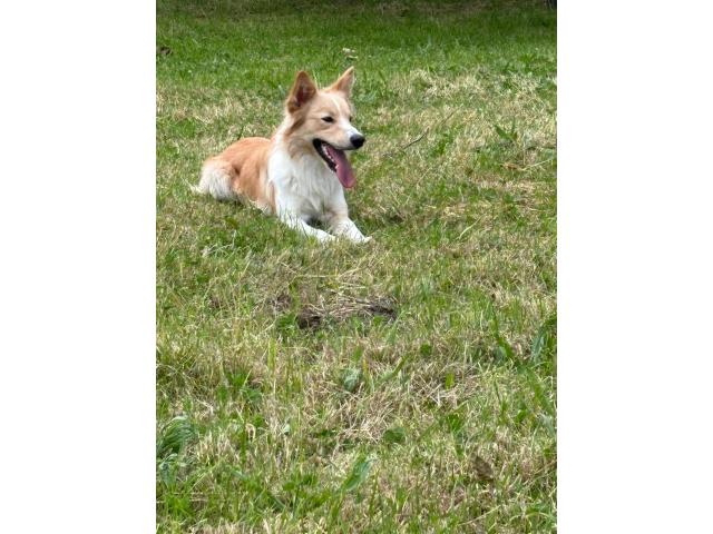 Photo Mon chien pour saillie image 2/3