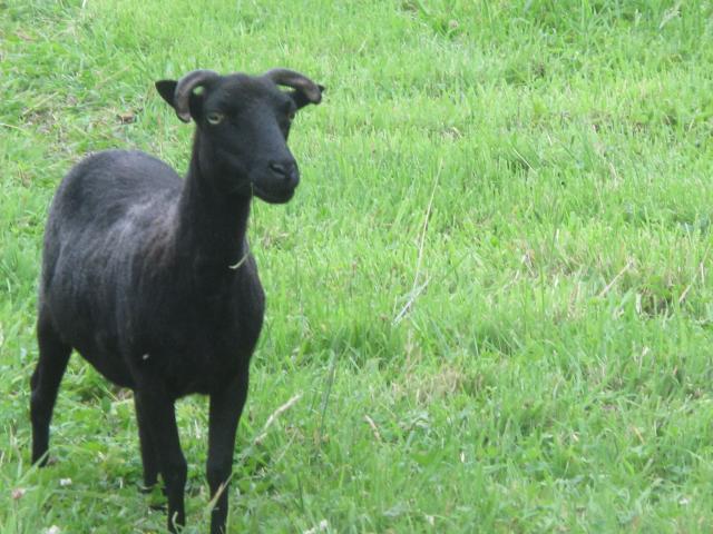 Photo Moutons Ouessant pure race image 2/6