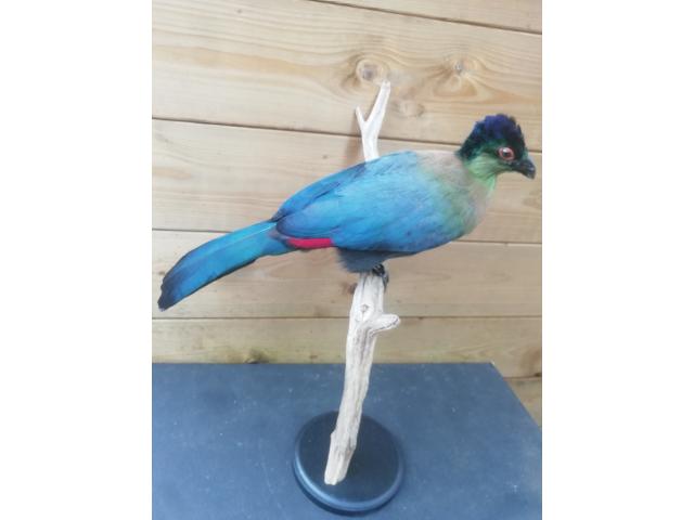 Photo New mounted birds image 2/6
