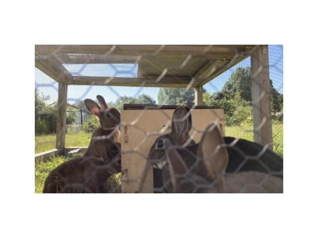 Photo Nichée de lapins nains Rex nés le 25/04 – variétés castor (3) et bleu (1) image 2/4