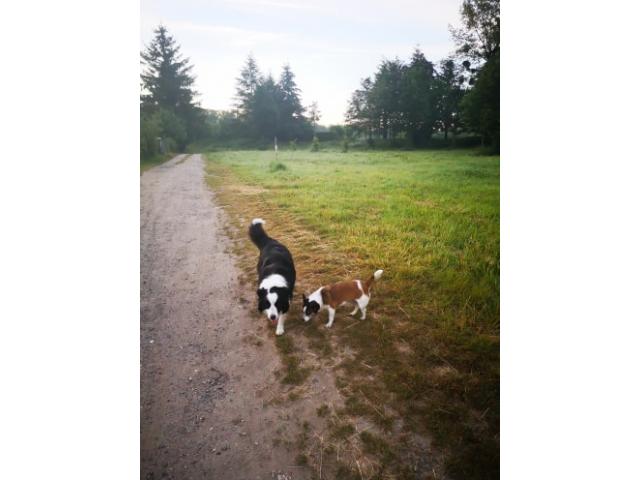 Photo Nous gardons votre chien en famille (6€/jour) image 2/6