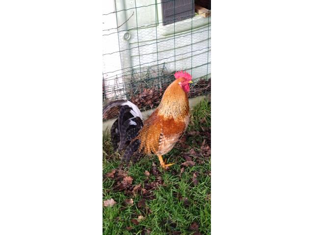 Photo Nuggets, un magnifique coq croisé Cream Legbar et Araucana image 2/2