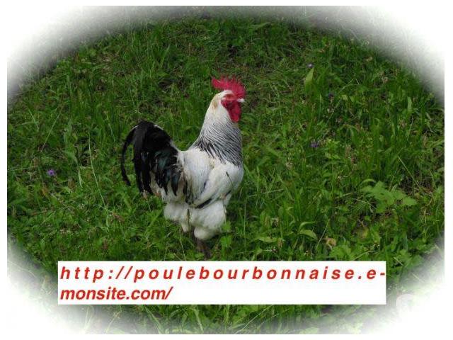 Photo oeufs de poule bourbonnaise image 2/6