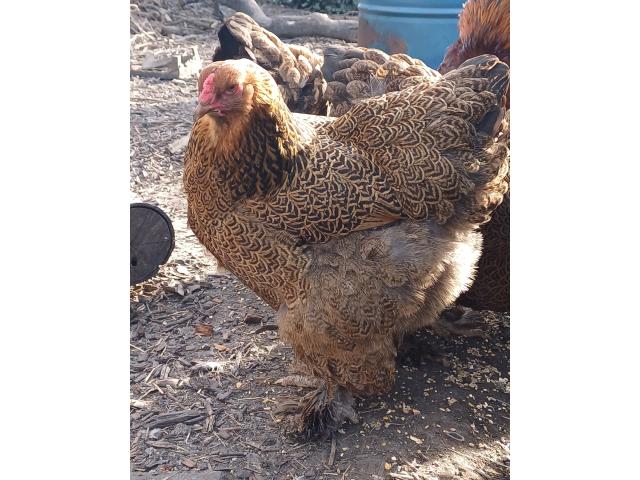 Photo Oeufs fécondés de grand brahma PMD image 2/2
