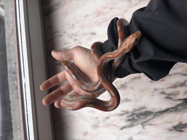 Photo Pantherophis guttatus image 2/4