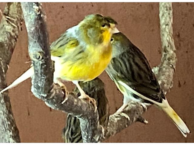 Photo PARTICULIER VENDS CANARIS MALES PERRUCHES ONDULEES COLOMBES DIAMANT image 2/6