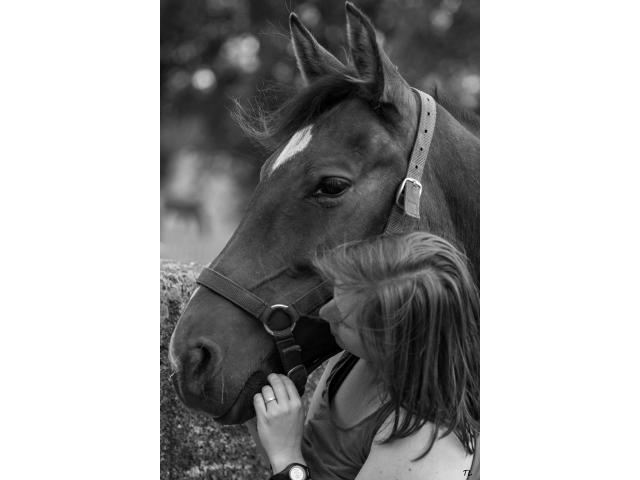 Photo pension complète tout confort pour chevaux (8 km de Tournai) Velaines image 2/6
