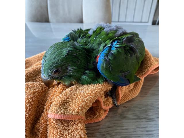 Photo PERROQUET ECLECTUS APPRIVOISER EAM image 2/5