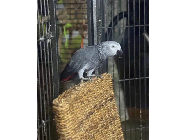 Photo perroquet gris du gabon image 2/4
