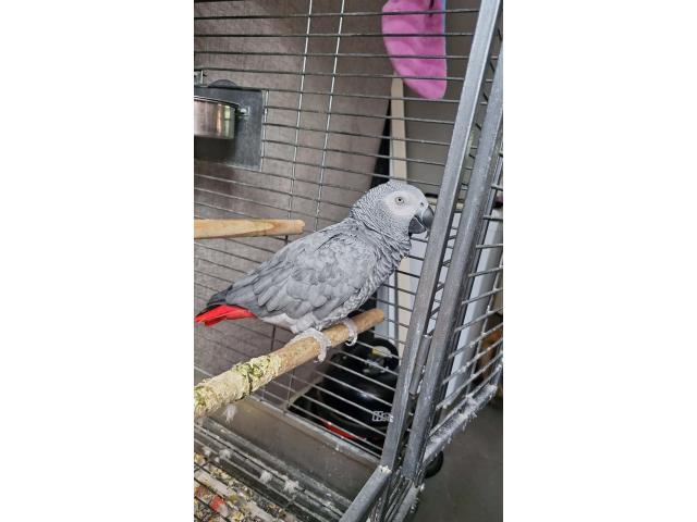 Photo Perroquet gris du gabon male de 2 ans image 2/2