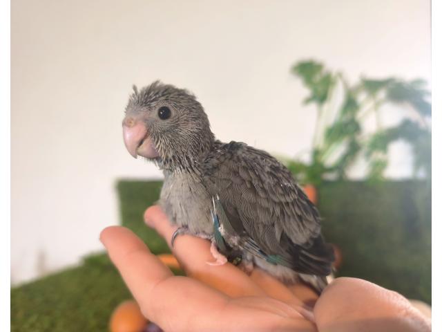 Photo Perroquet Perruche EAM Apprivoisé image 2/4