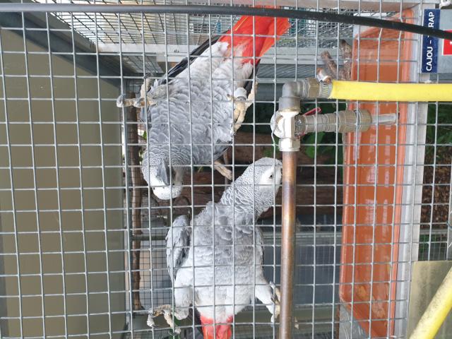 Photo Perroquets arrêt d'élevage image 2/5