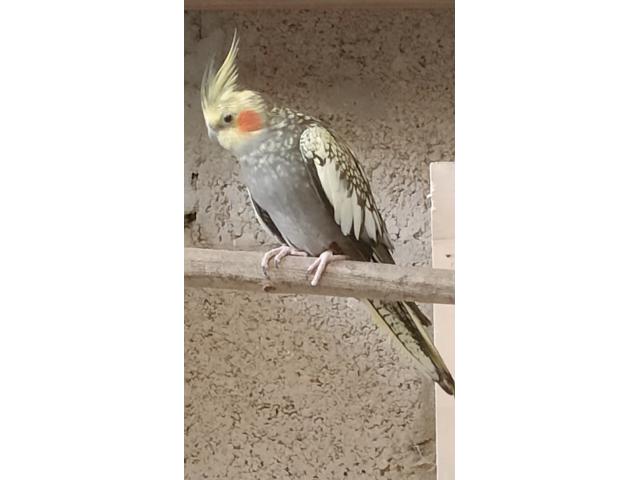 Photo Perruche calopsitte image 2/4