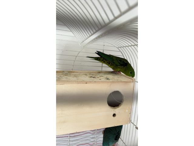 Photo Perruche Catherine image 2/2