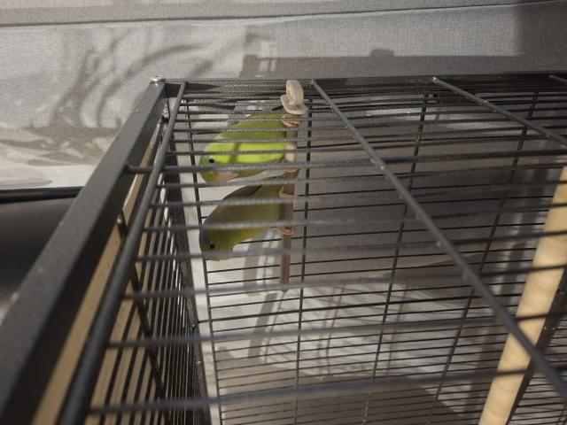 Photo Perruche Celeste image 2/3