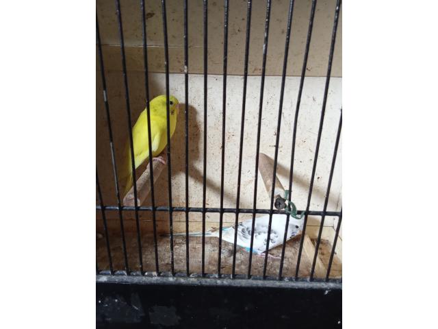 Photo Perruche ondulée image 2/2