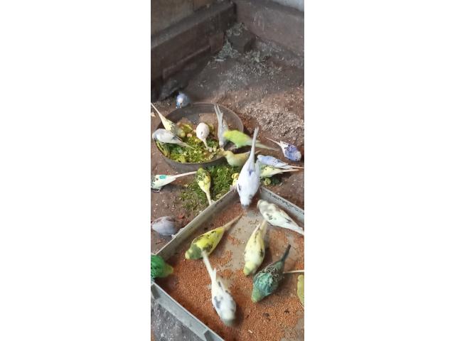 Photo Perruche ondulée image 2/2