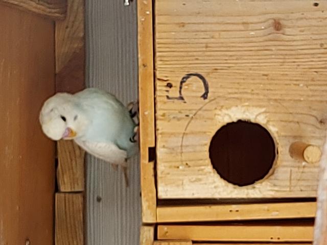 Photo Perruches image 2/3