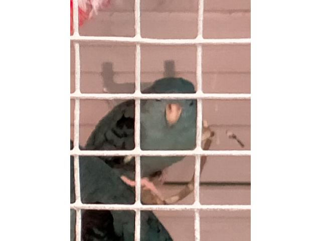 Photo Perruches image 2/2