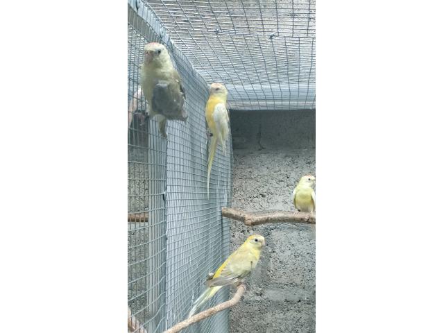 Photo Perruches croupions rouge image 2/2