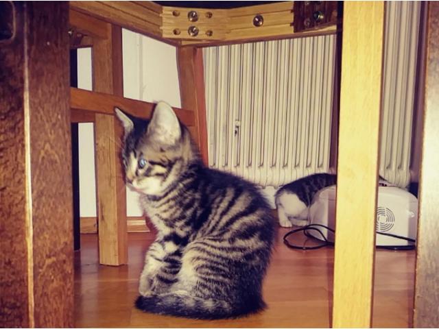 Photo petit chaton Maine Coon image 2/3