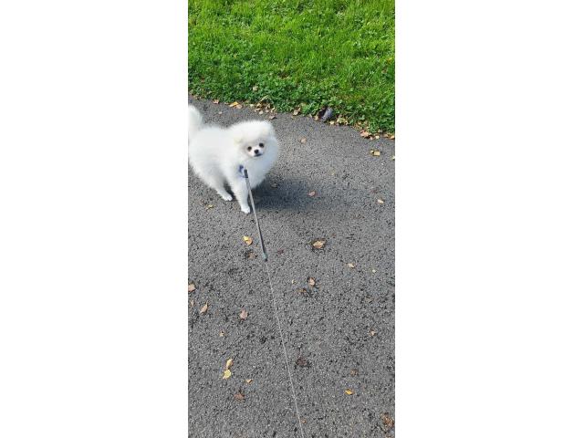 Photo Petit loulou de Pomeranie image 2/5