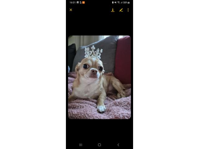 Photo Petite chihuahua femelle image 2/2