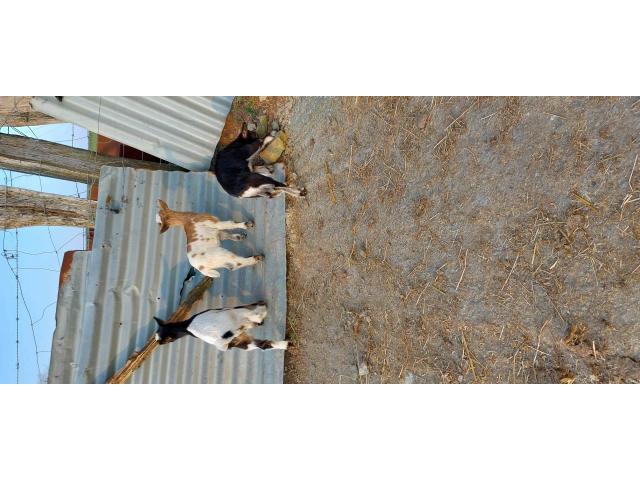 Photo petites chèvres naines suitées ,chevreaux castrés et chevrettes image 2/6
