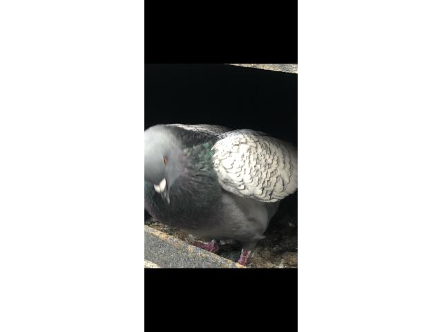 Photo Pigeon à vendre image 2/5