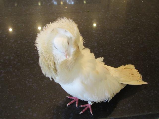 Photo pigeon jacobin sans doute mâle, adulte, blanche image 2/3
