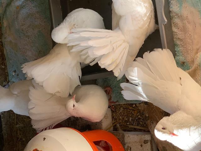 Photo pigeon paon blanc image 2/2