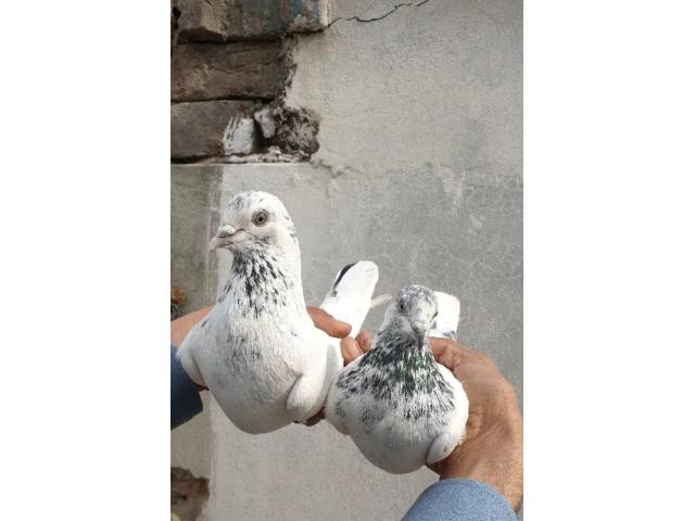 Photo Pigeon tipler image 2/4