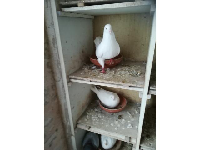 Photo pigeons adultes pour élevage image 2/4