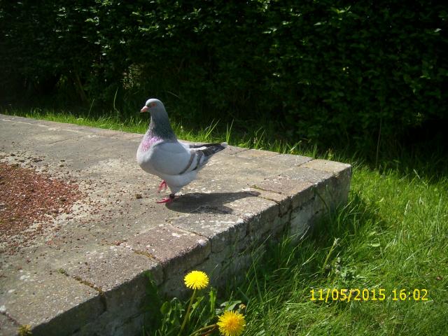 Photo Pigeons de forme et de rapport image 2/4