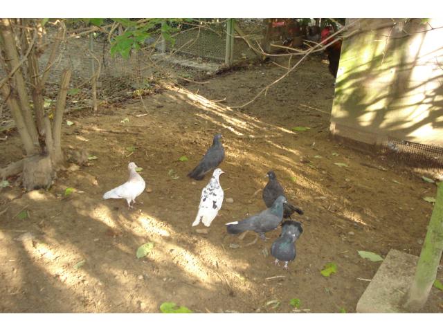 Photo Pigeons de voltige culbutants rouleurs orientaux image 2/3