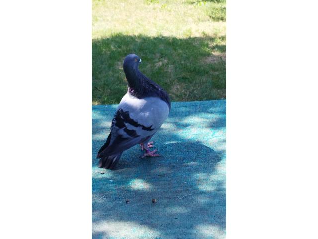 Photo pigeons jiennense image 2/5