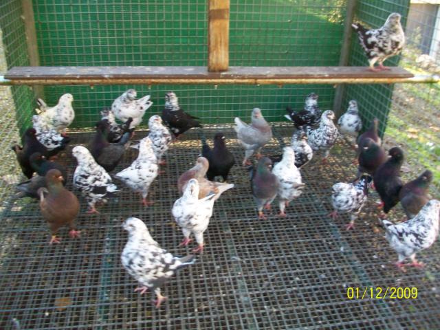 Photo PIGEONS KING image 2/3